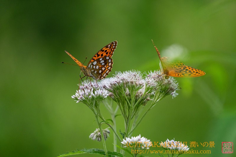 ../Images/7R240720 (253).jpg